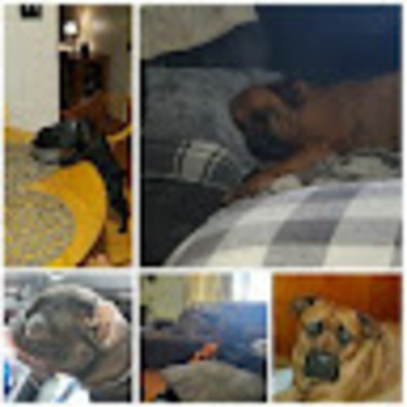 mypuggy1